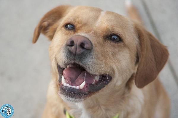 Washy: Cercasi Umano Disposto A Farsi Rubare Il Cuore